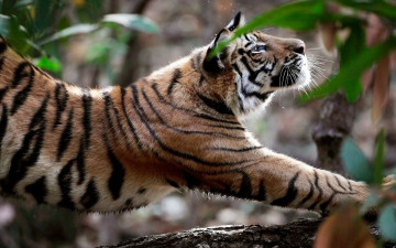 Картинка животные тигры