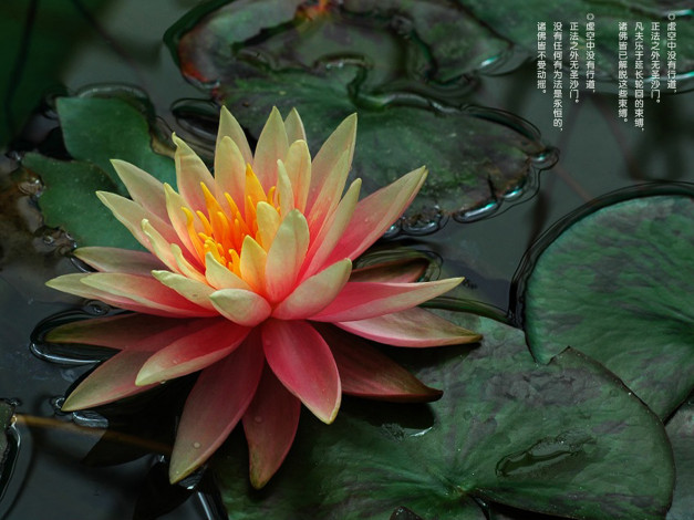 Обои картинки фото цветы, лилии, водяные, нимфеи, кувшинки