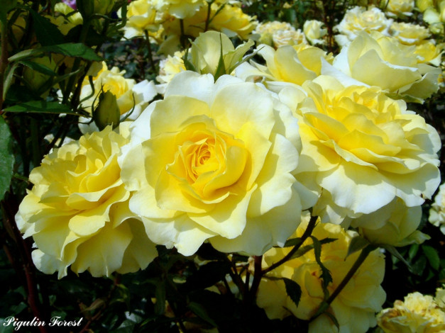 Обои картинки фото цветы, розы