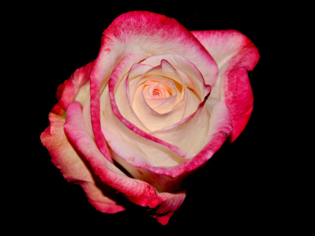 Обои картинки фото цветы, розы