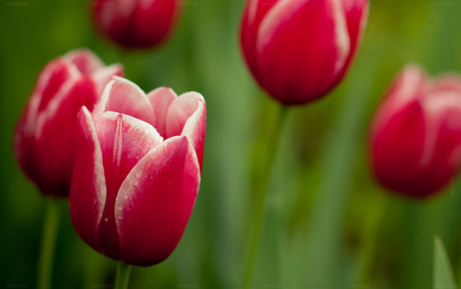 Обои картинки фото цветы, тюльпаны