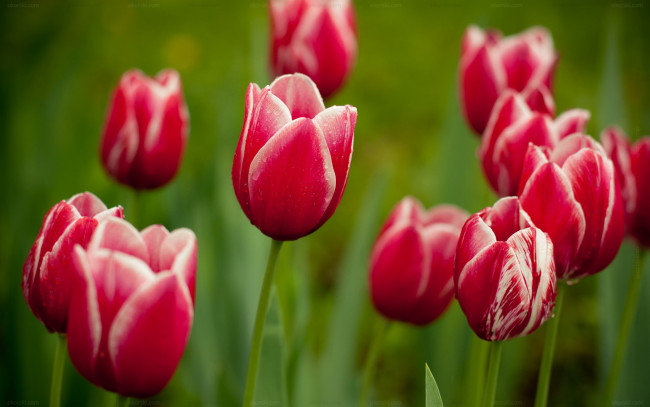Обои картинки фото цветы, тюльпаны