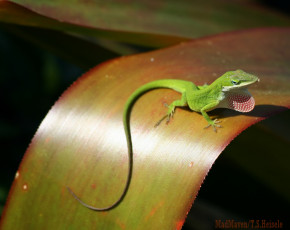 Картинка животные Ящерицы игуаны вараны ящерица