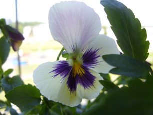 Картинка цветы анютины глазки садовые фиалки макро