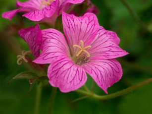 Картинка цветы лепестки