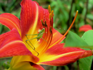 Картинка цветы лилии лилейники лепестки