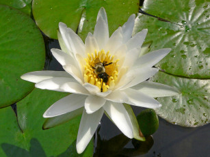 Картинка цветы лилии водяные нимфеи кувшинки листья