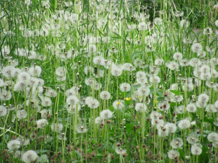 Картинка цветы одуванчики пушистые