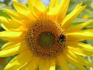 Картинка цветы подсолнухи желтый