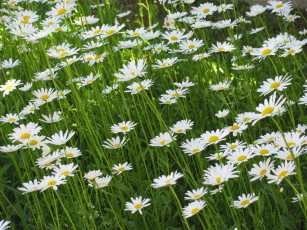 Картинка цветы ромашки трава