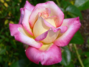 Картинка цветы розы лепестки