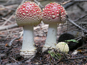 Картинка природа грибы мухомор