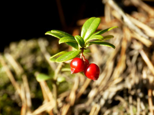 Картинка природа Ягоды брусника