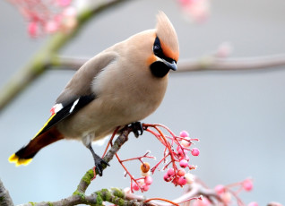 Картинка животные свиристели ягоды хохолок розовый ветка