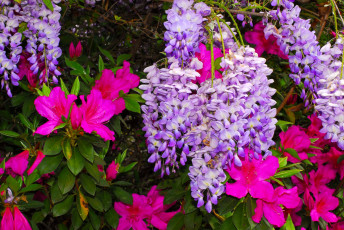 Картинка цветы разные вместе рододендрон глициния