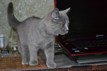 Картинка животные коты кошки