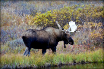 Картинка животные лоси луг рога