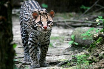 Картинка животные оцелоты пятна глаза оцелот