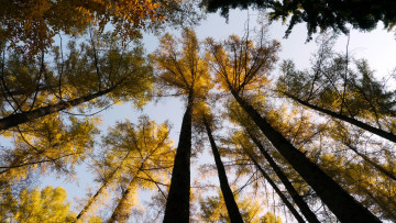 Картинка природа деревья крона