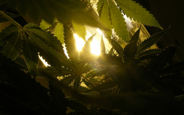 Картинка природа листья растаманы