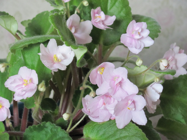 Обои картинки фото цветы, фиалки, нежный, розовый