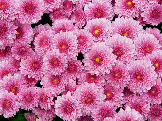 Обои картинки фото цветы, хризантемы, розовый