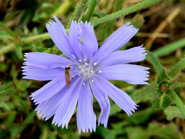 Обои картинки фото цветы, луговые, полевые, лепестки