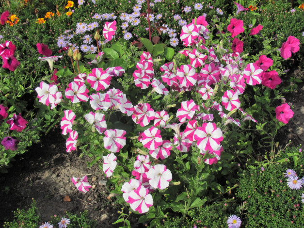 Обои картинки фото цветы, петунии, калибрахоа, розовый, белый