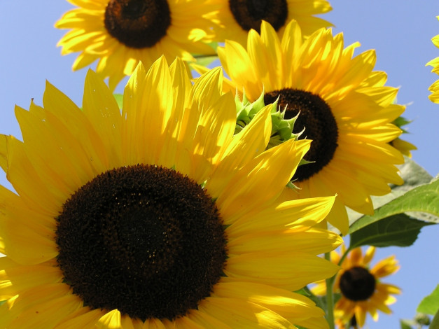 Обои картинки фото цветы, подсолнухи, желтый