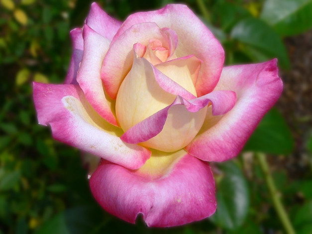 Обои картинки фото цветы, розы, лепестки