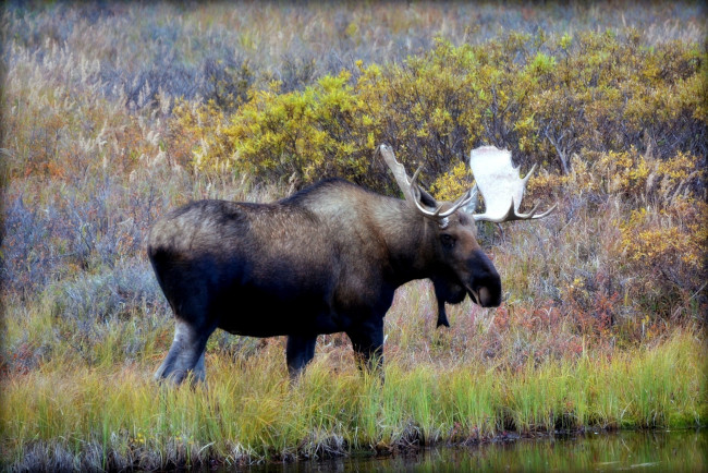 Обои картинки фото животные, лоси, луг, рога