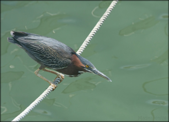 Обои картинки фото животные, цапли, птица