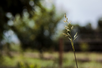 Картинка природа макро колосок травинка