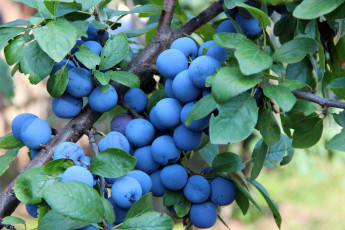 Картинка природа плоды сливы