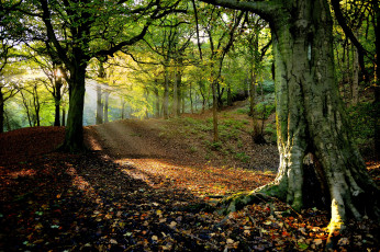 Картинка природа лес деревья свет