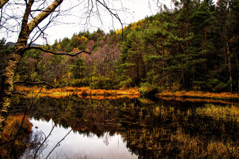 Картинка природа реки озера лес простор река