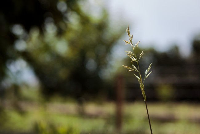 Обои картинки фото природа, макро, колосок, травинка