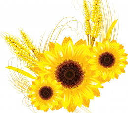 Картинка векторная+графика цветы колосья подсолнухи