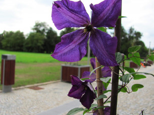 Картинка цветы клематис+ ломонос лиловый