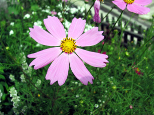 Картинка цветы космея макро