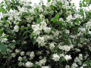 Картинка цветы жасмин белый