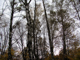 Картинка природа деревья березы