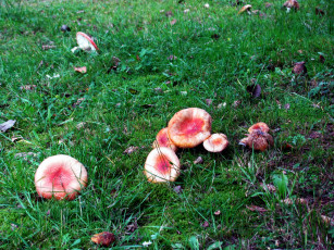 Картинка природа грибы +мухомор семейка