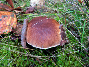 Картинка природа грибы боровик