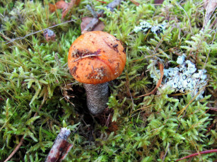 Картинка природа грибы подосиновик