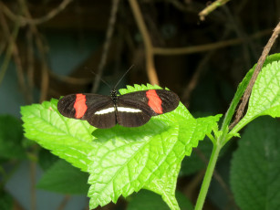 Картинка животные бабочки +мотыльки +моли бабочка