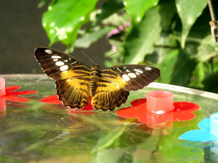 Картинка животные бабочки +мотыльки +моли бабочка