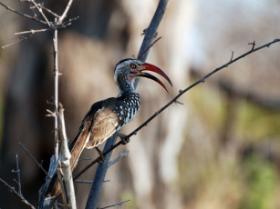 Картинка животные птицы ветка клюв экзотическая птица