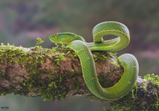 Картинка животные змеи +питоны +кобры мох