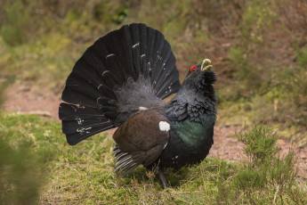 Картинка животные глухари +тетерева птичка